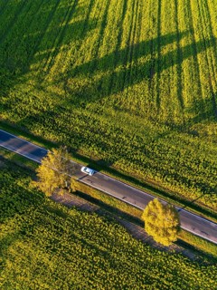 Aerial view, drone photo: A white car drives between two birch trees with autumn leaves on a