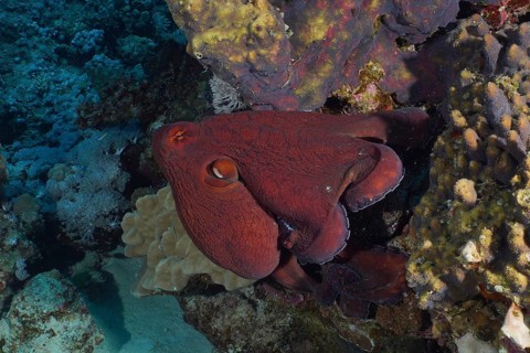 Big blue octopus (Octopus cyaneus Octopus cyanea)
