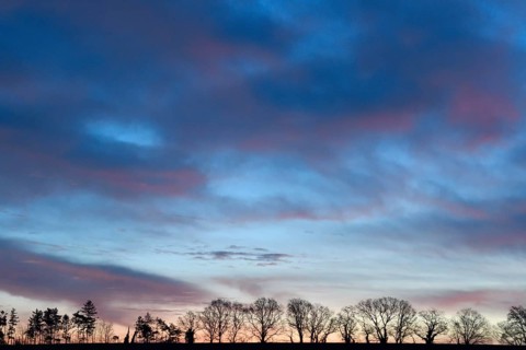 Silhouette of a row of trees at dawn, Lower Rhine, North Rhine-Westphalia, Germany