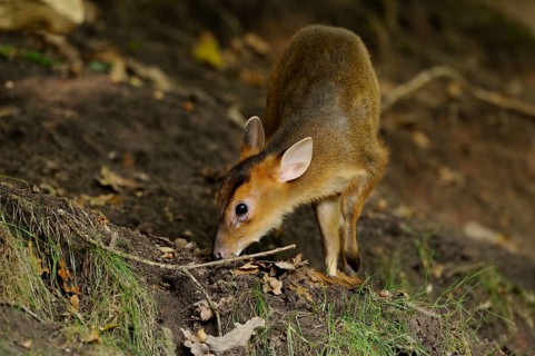 A young muntjac searches curiously for food in the grass on a forest floor, Chinese muntjac