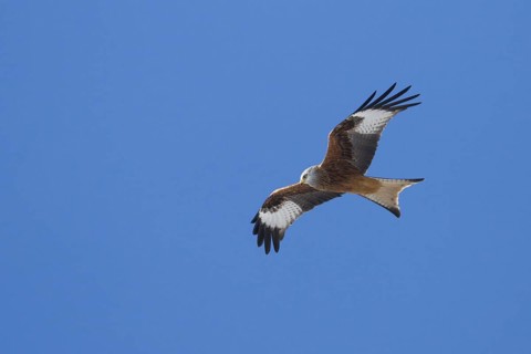 Red Kite (Milvus milvus) flying, Baden-Wuerttemberg, Germany