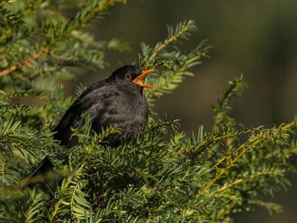 Common Blackbird (Turdus merula) male singing, Hamburg, Germany