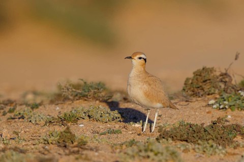 Cream-colored Courser (Cursorius cursor), Fuerteventura, Spain