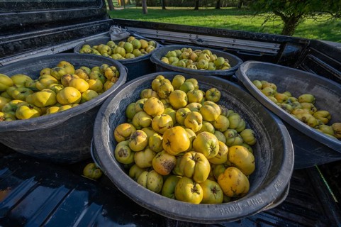 Freshly harvested quinces (Cydonia oblonga) in tonnes on a pickup truck, Mecklenburg-Vorpommern,