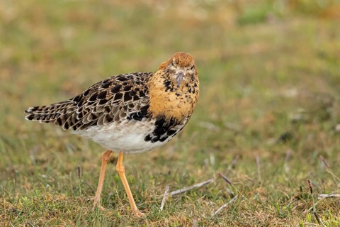 Ruff (Calidris pugnax) male, Oeland, Sweden