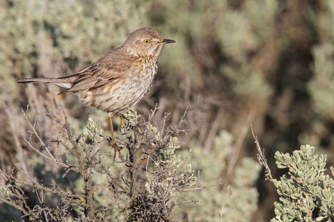 Sage Thrasher (Oreoscoptes montanus) perched on a branch in central Washington State, USA