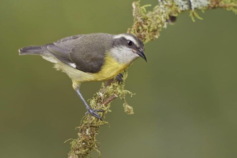 Bananaquit (Coereba flaveola), Ecuador