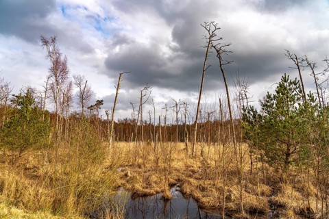 Ribnitzer Großes Moor nature reserve near Graal-Müritz, Mecklenburg-Western Pomerania, Germany