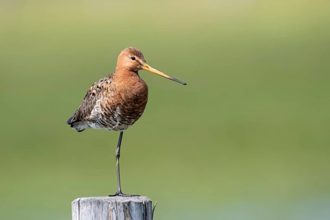 Black-tailed godwit (Limosa limosa), Ochsenmoor, Dümmer, Lemförde, Lower Saxony, Germany