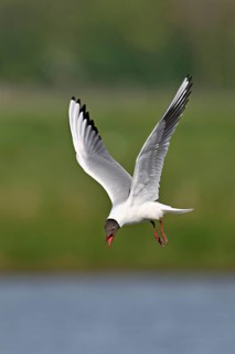 Black-headed Black-headed Gull (Larus ridibundus), in a dive, Texel, West Frisian Islands, province