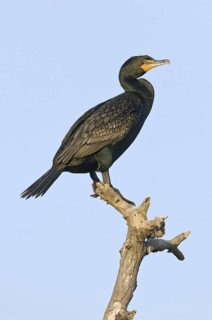 Double-crested Cormorant (Phalacrocorax auritus), Texas, USA
