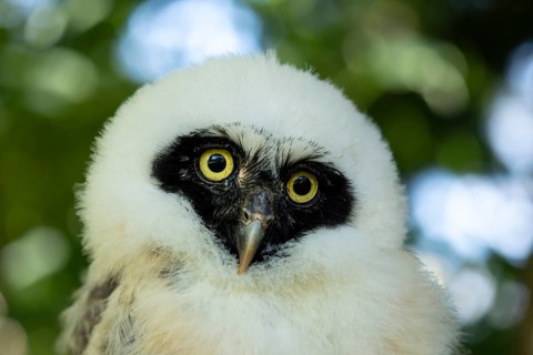Spectacled Owl (Pulsatrix perspicillata) captive, juvenile, Germany