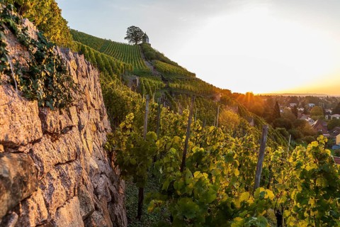 Sunrise in the vineyards around Wackerbarth Castle, Jacobstein can be seen above, Radebeul, Saxony,