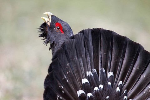 Western Capercaillie (Tetrao urogallus) male calling, Nizhegorodskaya, Russia