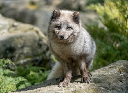 Arctic fox (Vulpes lagopus) or ice fox standing on a rock, Germany