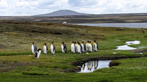 King penguins (Aptenodytes patagonicus), group on grassland with stream, in the foreground a gentoo