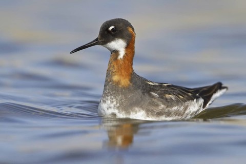 Red-necked Phalarope (Phalaropus lobatus) female, Manitoba, Canada