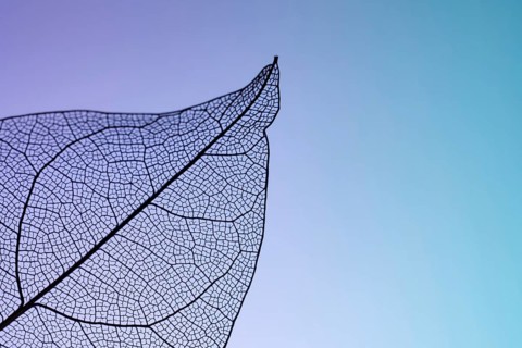 A close-up image of a leaf skeleton showing intricate vein patterns against a gradient background,
