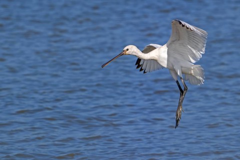 Eurasian spoonbill, common spoonbill (Platalea leucorodia) juvenile, landing in shallow water of