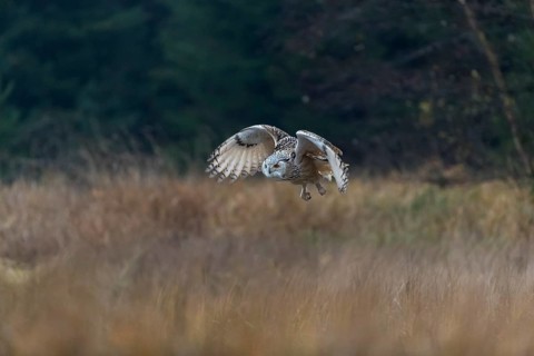 One Siberian Eagle Owl (Bubo bubo sibiricus) flying over tall reed grass lakeshore on an autumnal