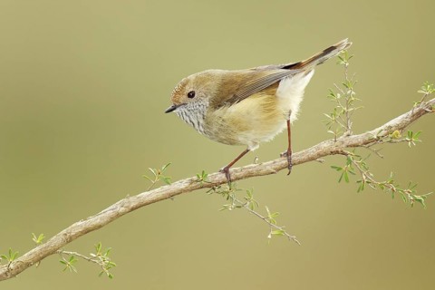 Brown Thornbill (Acanthiza pusilla), Victoria, Australia