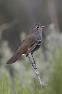 Southern Scrub Robin (Drymodes brunneopygia), South Australia, Australia