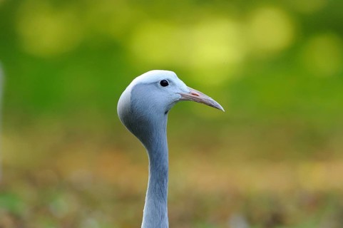 Head of a Common crane against a blurred green background, Paradise Crane (Anthropoides paradisea),