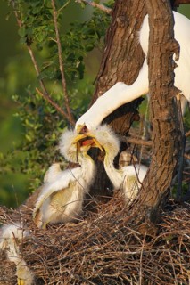 Great Egret (Ardea alba), Texas, USA