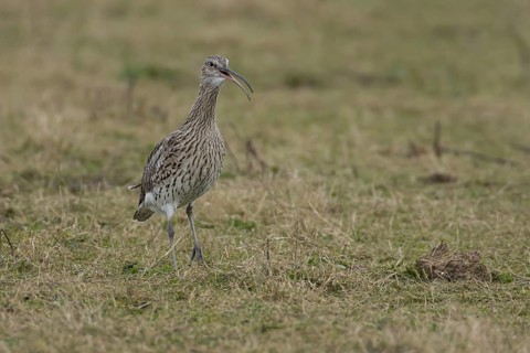 Eurasian curlew (Numenius arquata) adult wading bird calling on grassland, England, United Kingdom