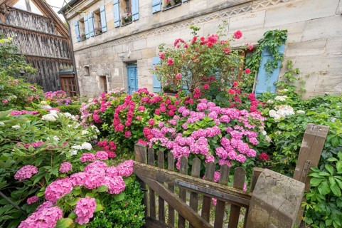 Hydrangea in bloom in the front garden of an old Franconian farmhouse, Ödenberg, Middle Franconia,