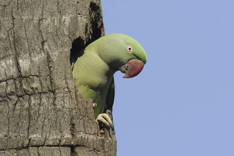 Alexandrine Parakeet (Psittacula eupatria) female, Goa, India