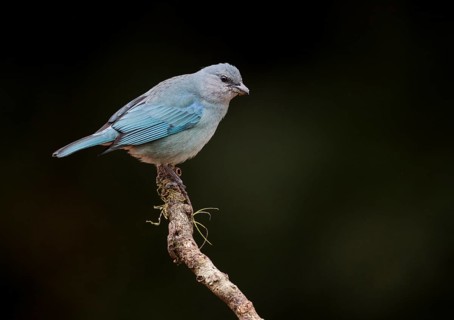 Azure-shouldered Tanager (Thraupis cyanoptera) perched on a branch, Atlantic rainforest, Brazil