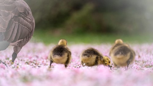 Canada goose chicks (Branta canadensis) three from behind, running through a meadow covered with