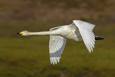 Whooper swan, (Cygnus cygnus), animals, birds, swans, duck family, flight photo, Varanger,