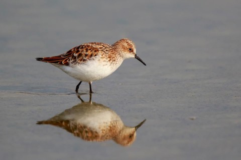 Little Stint (Calidris minuta) foraging, Greece
