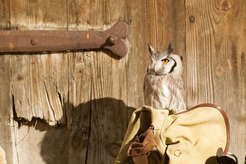 Southern White-faced Owl (Ptilopsis granti) captive, Germany