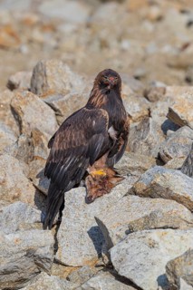 One golden eagle (Aquila chrysaetos) sitting in bright sunlight on a scree slope, feeding on a dead