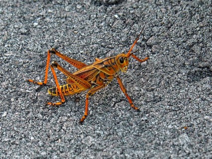 Short-fingered grasshopper (Romalea microptera)