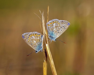 Common blue butterfly (Polyommatus icarus), Germany
