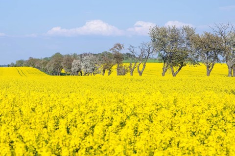 Rape field (Brassica napus) in bloom, in between an avenue with blossoming fruit trees, Saxon