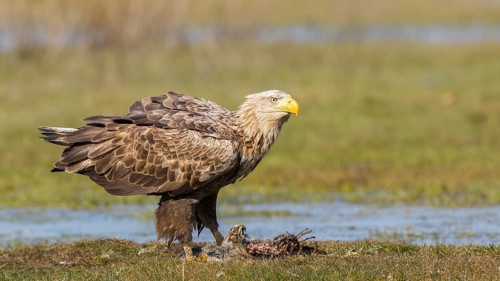 White-tailed Eagle (Haliaeetus albicilla), Mecklenburg-Western Pomerania, Germany