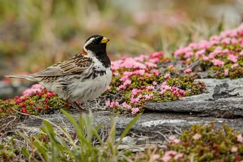 Lapland Longspur (Calcarius lapponicus) perched on the tundra in Nome, Alaska