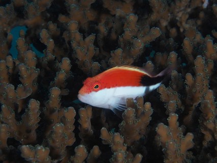 Black-sided hawkfish (Paracirrhites forsteri)