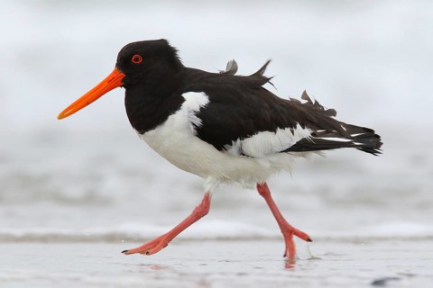 Eurasian Oystercatcher (Haematopus ostralegus), Schleswig-Holstein, Germany