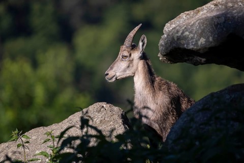 One adult female ibex (Capra ibex) resting behind rocks on hilltop. A green forest in the