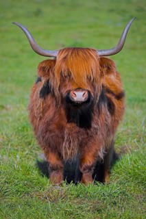Highland bull, Scottish breed of rustic cattle originated in the Highlands and the Western Islands
