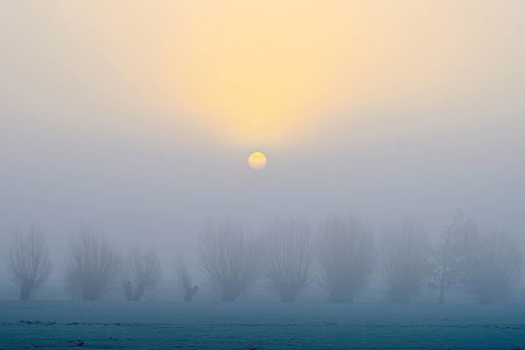 Pale sun over pollarded willows with fog, Lower Rhine, North Rhine-Westphalia, Germany