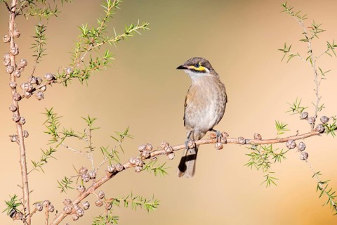Yellow-faced Honeyeater (Caligavis chrysops), Victoria, Australia