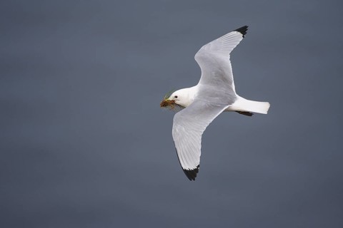Black-legged Kittiwake (Rissa tridactyla) flying, Schleswig-Holstein, Germany
