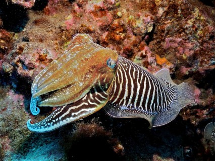 Common cuttlefish (Sepia officinalis)